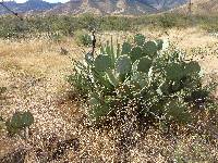 Opuntia engelmannii image