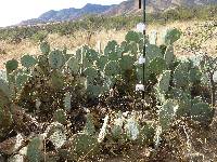 Opuntia engelmannii image