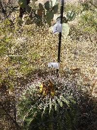 Ferocactus wislizeni image