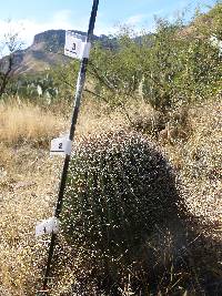 Ferocactus wislizeni image