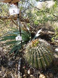 Ferocactus wislizeni image