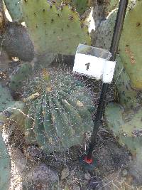 Ferocactus wislizeni image