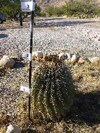 Ferocactus wislizeni image