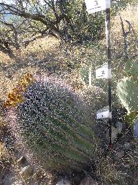 Ferocactus wislizeni image