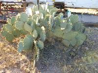 Opuntia engelmannii image