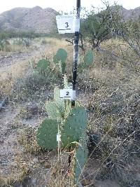 Opuntia engelmannii image