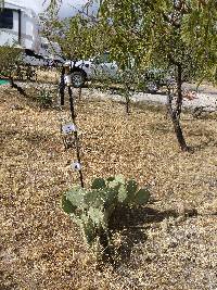 Opuntia engelmannii image