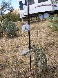 Cylindropuntia spinosior image