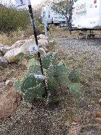 Opuntia engelmannii image