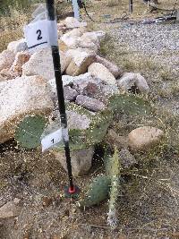 Opuntia engelmannii image