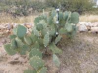 Opuntia engelmannii image