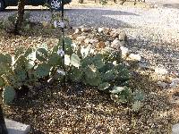 Opuntia engelmannii image