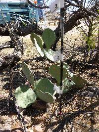 Ferocactus wislizeni image