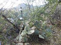 Opuntia engelmannii image