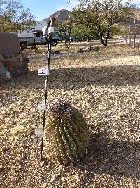 Ferocactus wislizeni image