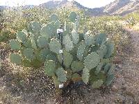 Opuntia engelmannii image