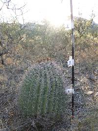 Ferocactus wislizeni image