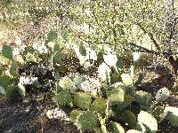 Opuntia engelmannii image
