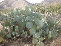 Opuntia engelmannii image