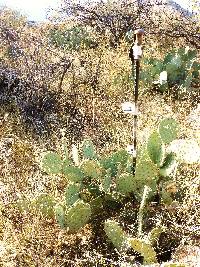 Opuntia engelmannii image