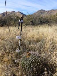 Ferocactus wislizeni image