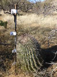 Ferocactus wislizeni image