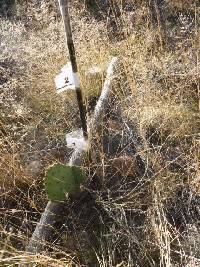 Opuntia engelmannii image