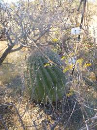 Ferocactus wislizeni image