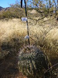 Ferocactus wislizeni image