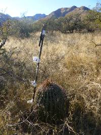 Ferocactus wislizeni image