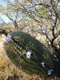 Ferocactus wislizeni image