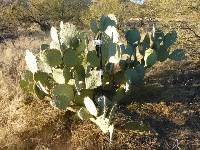 Opuntia engelmannii image