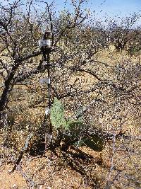 Opuntia engelmannii image