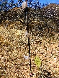 Opuntia engelmannii image