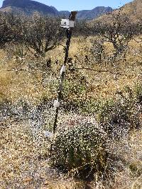 Ferocactus wislizeni image