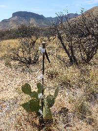 Opuntia engelmannii image