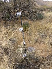 Cylindropuntia spinosior image