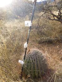 Ferocactus wislizeni image