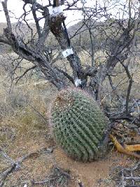 Ferocactus wislizeni image