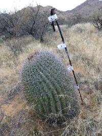 Ferocactus wislizeni image