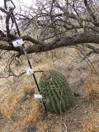 Ferocactus wislizeni image