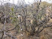 Cylindropuntia spinosior image