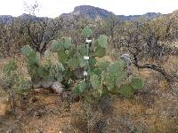 Opuntia engelmannii image