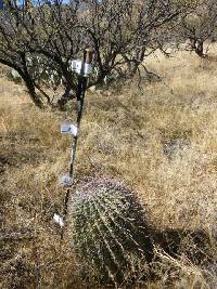 Ferocactus wislizeni image