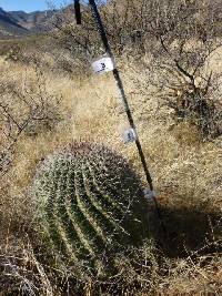 Ferocactus wislizeni image