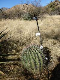 Ferocactus wislizeni image