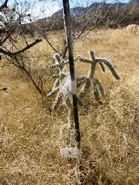 Cylindropuntia spinosior image