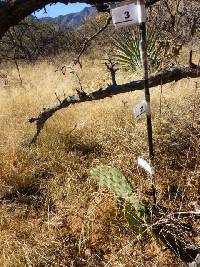 Opuntia engelmannii image