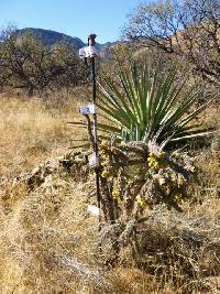 Cylindropuntia spinosior image