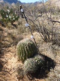 Ferocactus wislizeni image